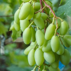 অস্ট্রেলিয়ান কিং ( সবুজ লম্বা )