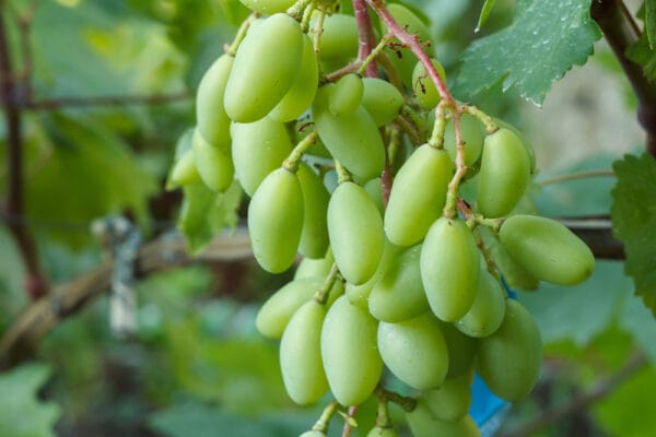 অস্ট্রেলিয়ান কিং ( সবুজ লম্বা )