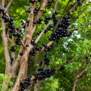 জাবাটিকাবা (বড়)