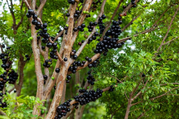 জাবাটিকাবা (বড়)