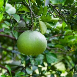 জাম্বুরা (ভিয়েতনাম