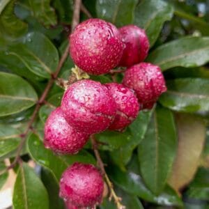লংগান রুবি