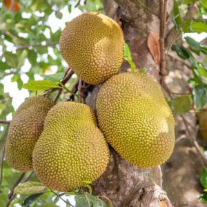 বারোমাসি কাঁঠাল (ভিয়েতনামী