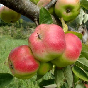 স্টার আপেল
