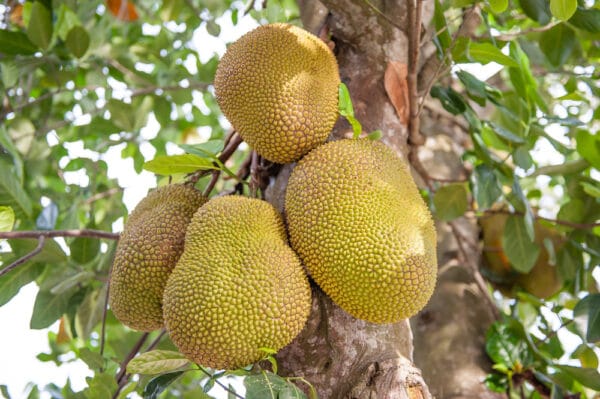 বারোমাসি কাঁঠাল (ভিয়েতনামী