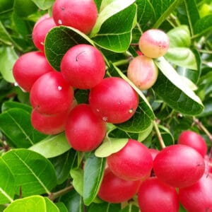 মিরাকেল বেরি