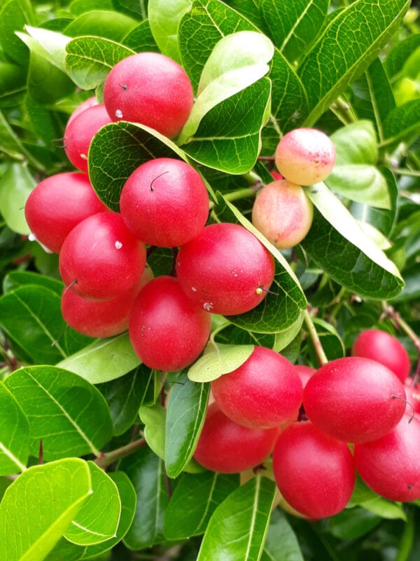 মিরাকেল বেরি