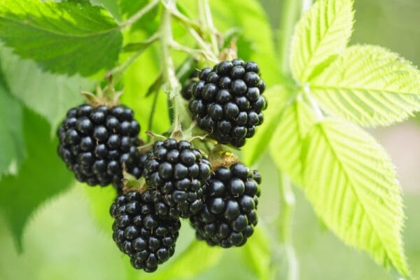 ব্ল্যাক বেরি