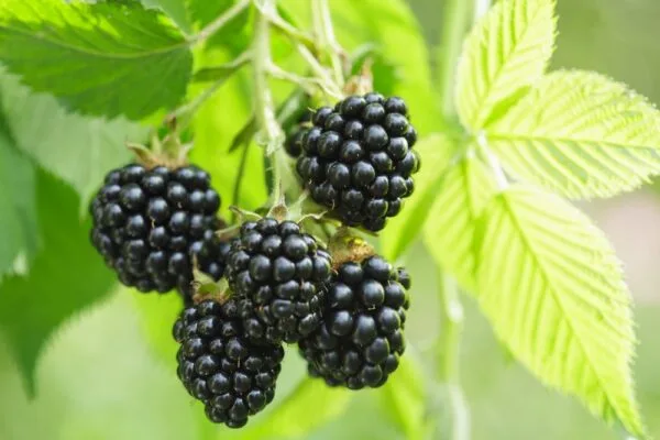 ব্ল্যাক বেরি