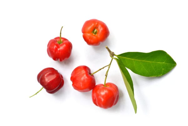 বার্বাডোস চেরি (ছোট)