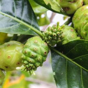 ননীফল