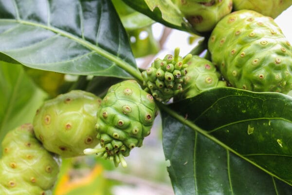 ননীফল
