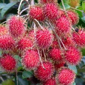 রাম্বুটান (মাঝারী)