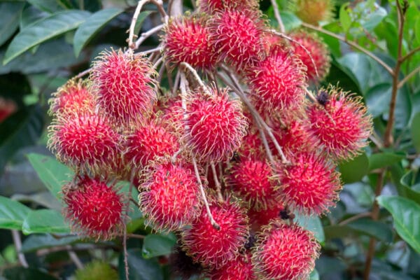 রাম্বুটান (মাঝারী)