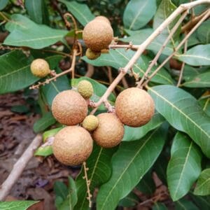লংগান থাই