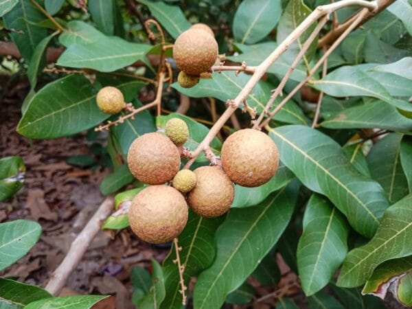 লংগান থাই