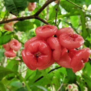 লাল জামরুল