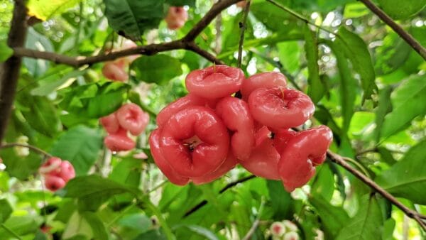 লাল জামরুল
