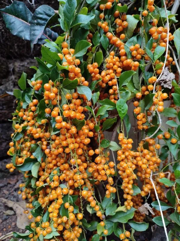 জুজুবি