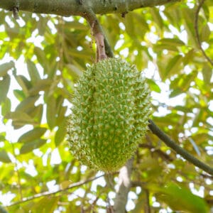 ডুরিআন