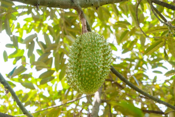 ডুরিআন