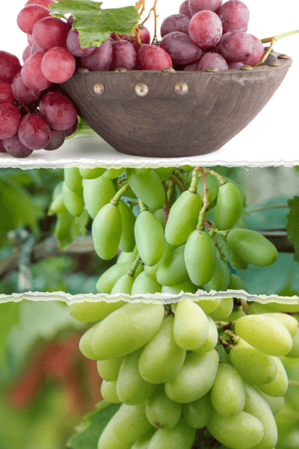 রিলাইন্স ( লাল গোল )+বাইকুনুর (লাল লম্বা)+সবুজ মিষ্টি