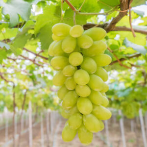 গ্রীনলং