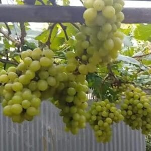 অস্ট্রেলিয়ান কিং