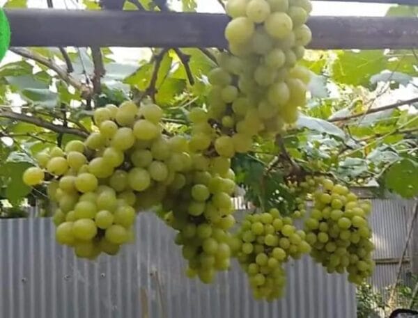 অস্ট্রেলিয়ান কিং