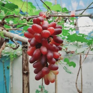 একোলো
