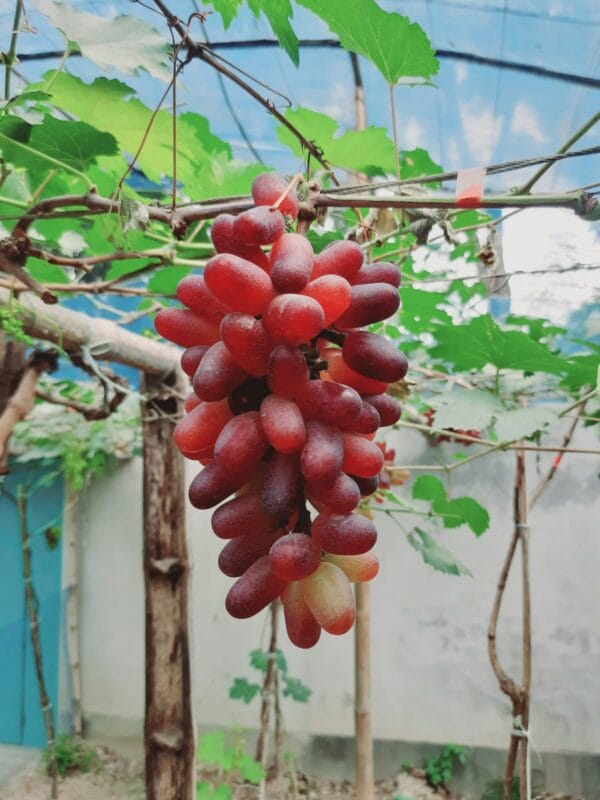 একোলো