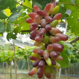 বাই কুনুর