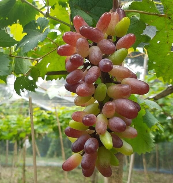 বাই কুনুর